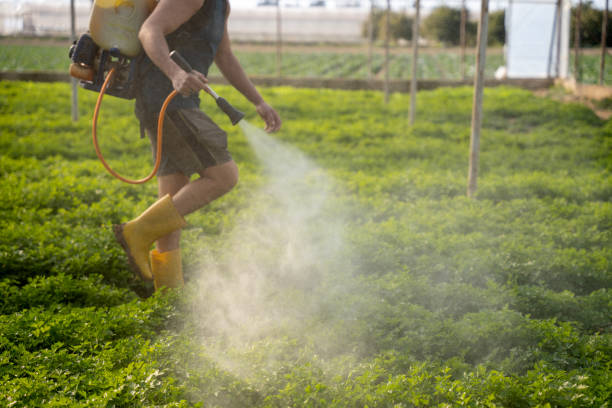 Best Commercial Pest Control Services  in Bellerose, NY