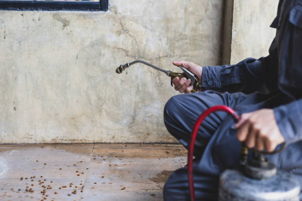 Best Mosquito Control Services  in Bellerose, NY